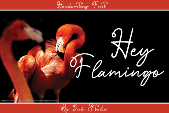 Hey Flamingo: A Script Amp Typeface for Campaign Visuals
